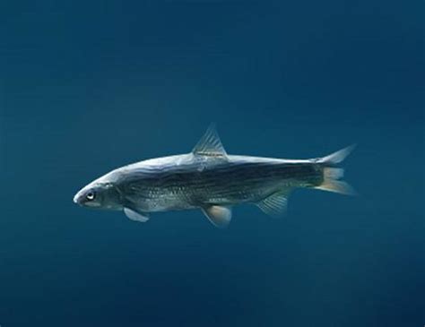 LAKE WHITEFISH LIFE EXPECTANCY