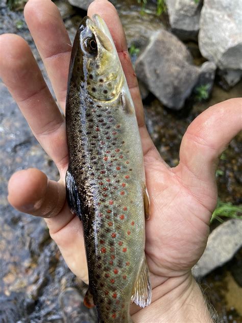Weird colored brook trout or something else? : r/Fishing