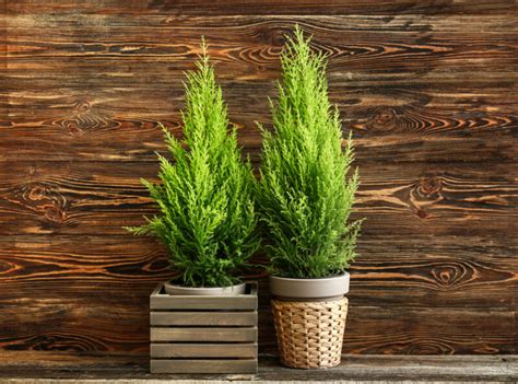 Growing Lemon Cypress as a Houseplant: A Complete Indoor Care Guide