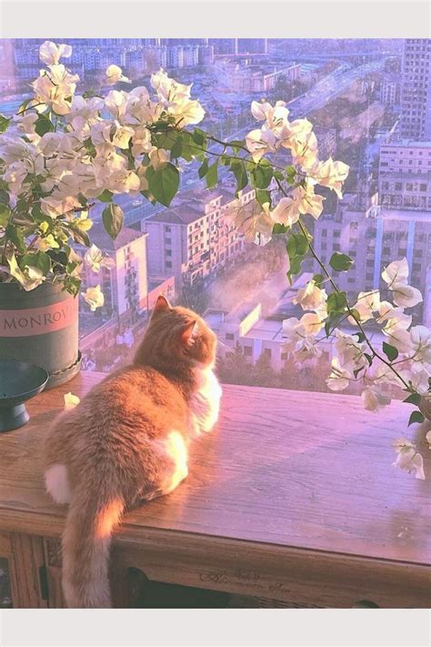 Feline Finesse: Cats Wallpaper Collection for Cat Lovers. – Life Style