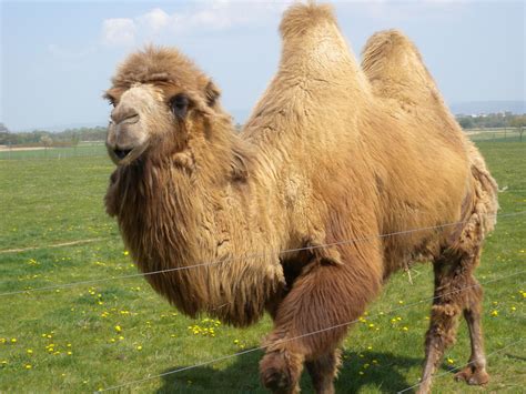 Bactrian Camel Facts, Habitat, Conservation Status, Zoo Populations