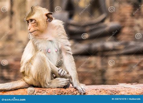 Thailand Lopburi Monkey at Lopburi Thaialnd Stock Photo - Image of ...