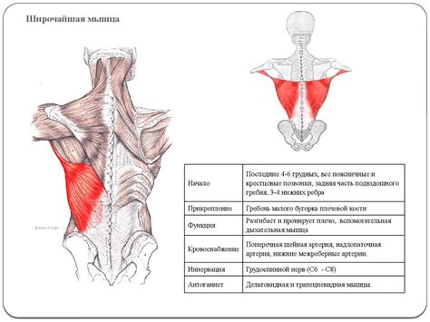 Мышечная ткань. Мышцы частей тела - презентация онлайн