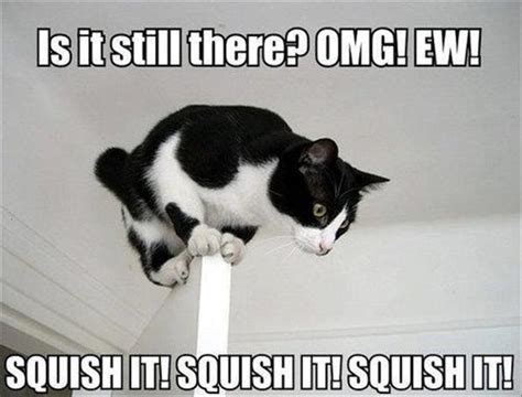 Funny Scared Animal Pictures - 25 Pics
