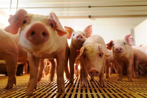 pig farm news phoenix