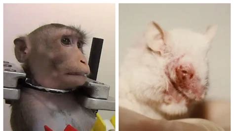 Pétition · Animal Testing - Canada · Change.org