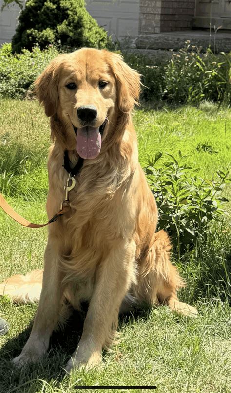 Golden Rescue - #4910 Riley