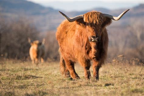 Highlander Bilder – Durchsuchen 15,558 Archivfotos, Vektorgrafiken und ...