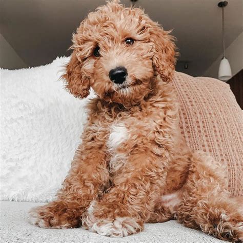 Best Hypoallergenic Little Dogs at Tracy Gore blog