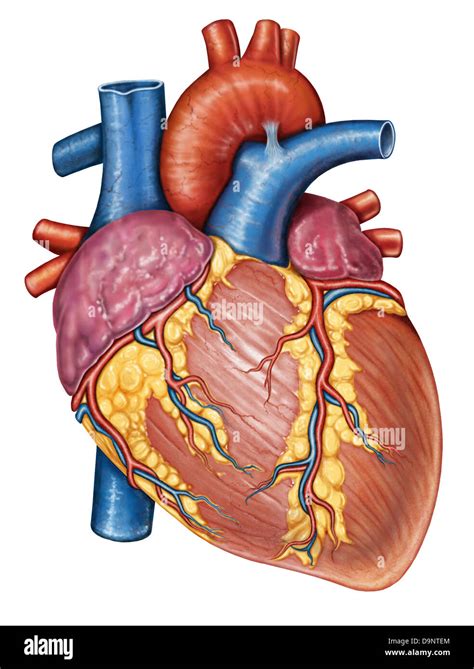 Anatomie du coeur humain Banque de photographies et d’images à haute ...