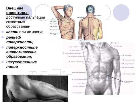 Топографическая анатомия и оперативная хирургия - презентация онлайн