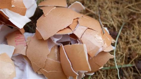 How to Keep Snakes Out of the Chicken Coop? | Identification and ...