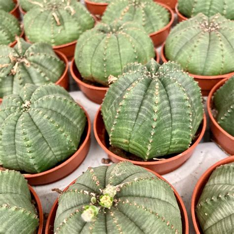 Euphorbia Obesa - Pot De 6 Cm | Coclicoh.com