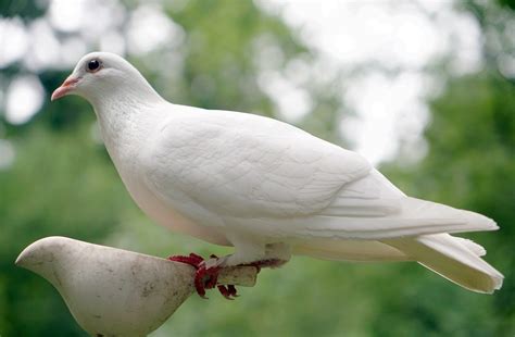 photo dove bird nature peace white  image  pixabay