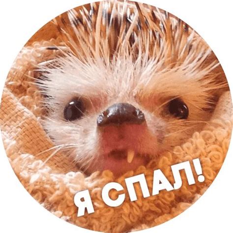 Набор стикеров для Telegram «? Упоротые ёжики» | Детеныши животных ...
