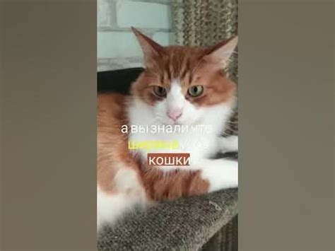 Зачем коту усы?! 😸 Рыжий кот ♫Джинджик ♫ #cats #funny #viral # ...