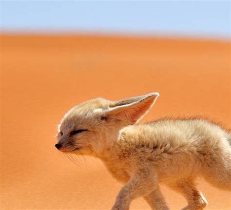 Deserto Do Saara Animais - Conheça 8 animais que vivem no deserto do Saara - Mega Curioso