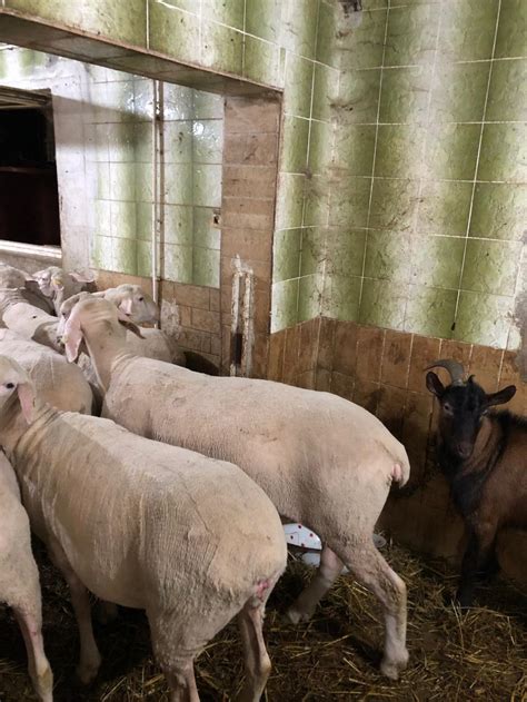 Фарма оваца, јагњад на продају, продаја јагњади Велико Градиште ...
