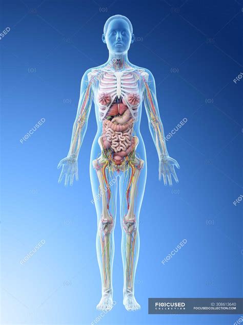 Female Body Anatomy Organs