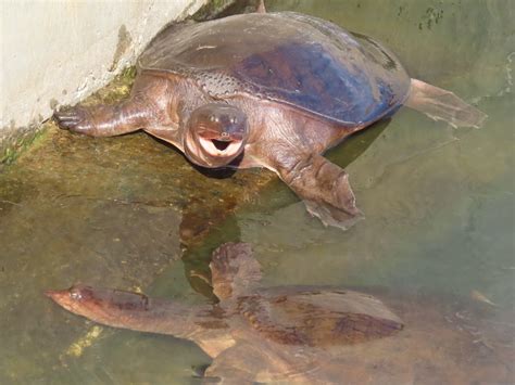 The fascinating Florida Softshell Turtle – Reason and Nature