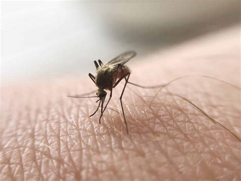 UES Gets Sprayed with Pesticide Tonight to Fight West Nile Virus