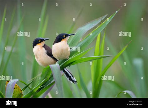 Birds of the pantanal hi-res stock photography and images - Alamy