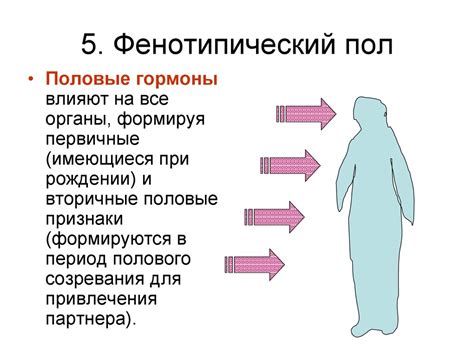 Пол и факторы его определяющие. Формирование пола у человека и его ...