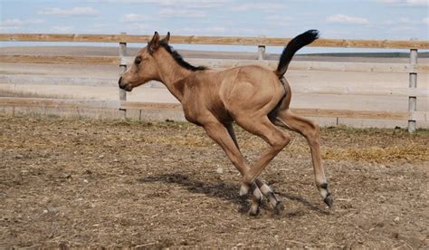 fun facts  filly horses helpful horse hints