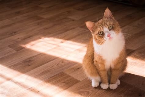 Understanding feline blood types