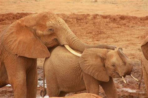 elephants  stock photo public domain pictures