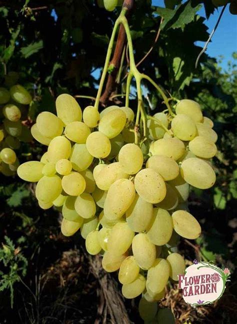 ГРОЗДЕ СОРТ НАДЕЖДА - rosesplants.com