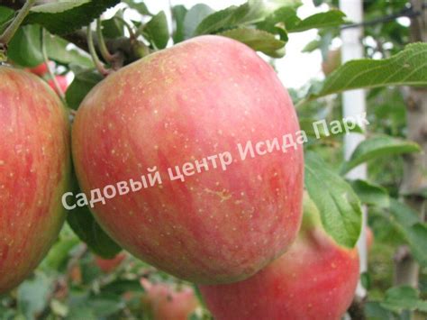 Яблоня Аэлита (Aelita) саженцы купить в Москве и Подмосковье в питомнике