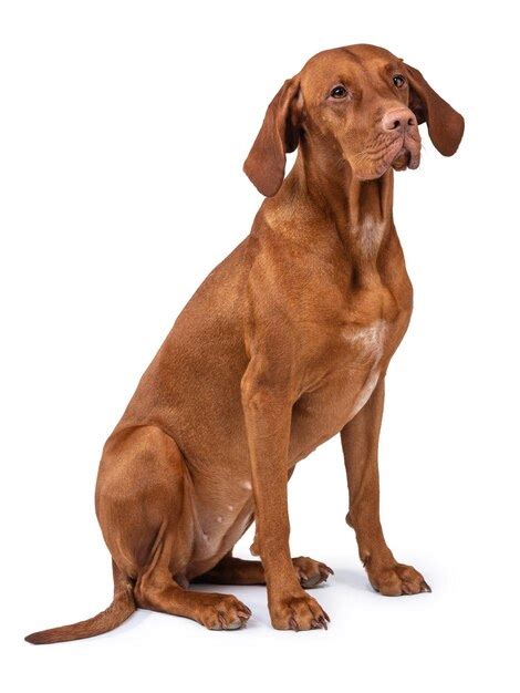 Premium Photo | Hungarian vizsla dog isolated