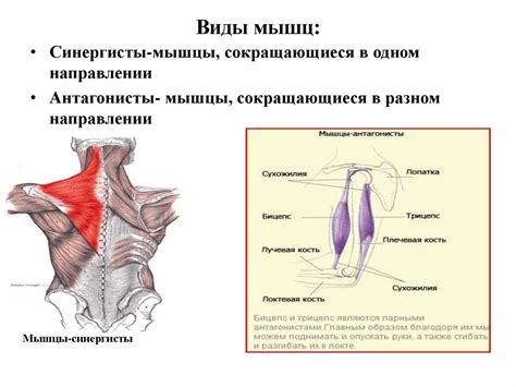 Строение мышцы как органа - презентация онлайн