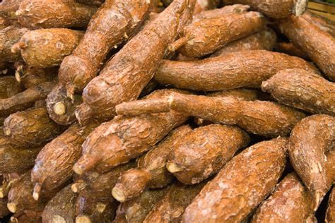 FG floats scheme to boost cassava production - moneyamebo