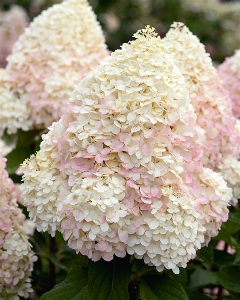 Hydrangea paniculata 'Graffiti' bare roots — Buy panicled hydrangeas