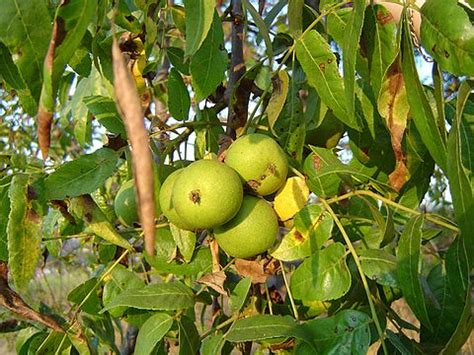 Walnut - Wikipedia