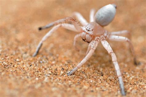 5 Ways Real-World Arachnids Spin Webs Around â Spider-Manâ