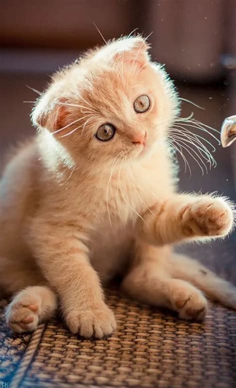 Картинки милых котиков: 35 идей для авы