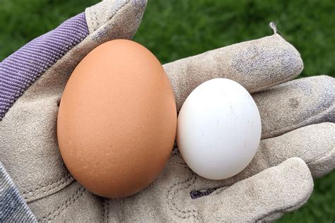 Bantam Eggs