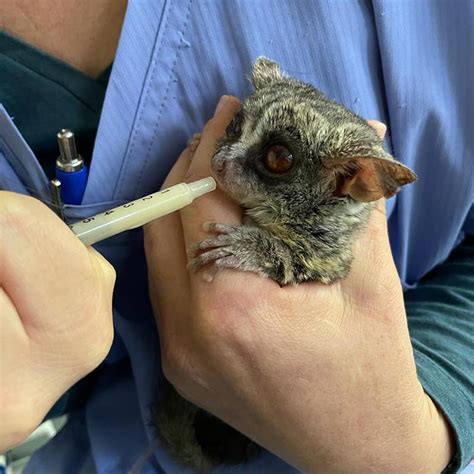 Lesser Bushbaby With Head Trauma - EmerAidVet