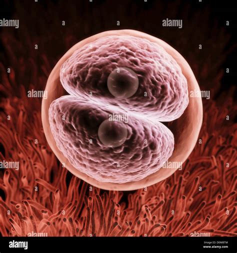 Zygote development hi-res stock photography and images - Alamy