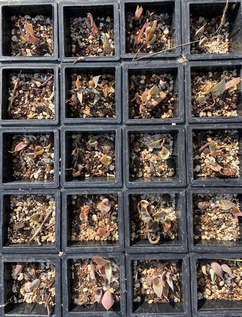 Del Maguey Agave Sustainability Management Programs ⋆ Del Maguey Single