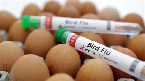 CDC bird flu dashboard tracks virus' spread: What else the data shows