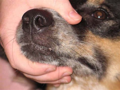 Does Papilloma Virus Go Away In Dogs
