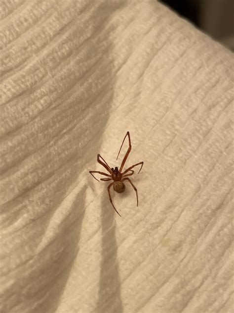 Brown recluse or something else? Found on one of my house plants this