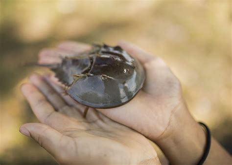 Oyster Bay horseshoe crab juvenile.jpg | FWS.gov