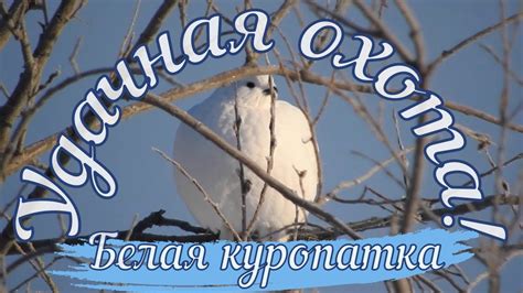 Охота на севере. Охота на куропаток. Белая куропатка. / Willow grouse ...