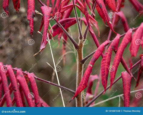 autumn red sumac tree  fall stock photo image  shrub leaf