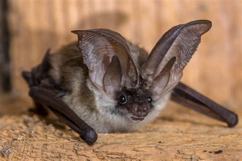 8 Types of Bats In Massachusetts! (ID GUIDE) - Bird Watching HQ